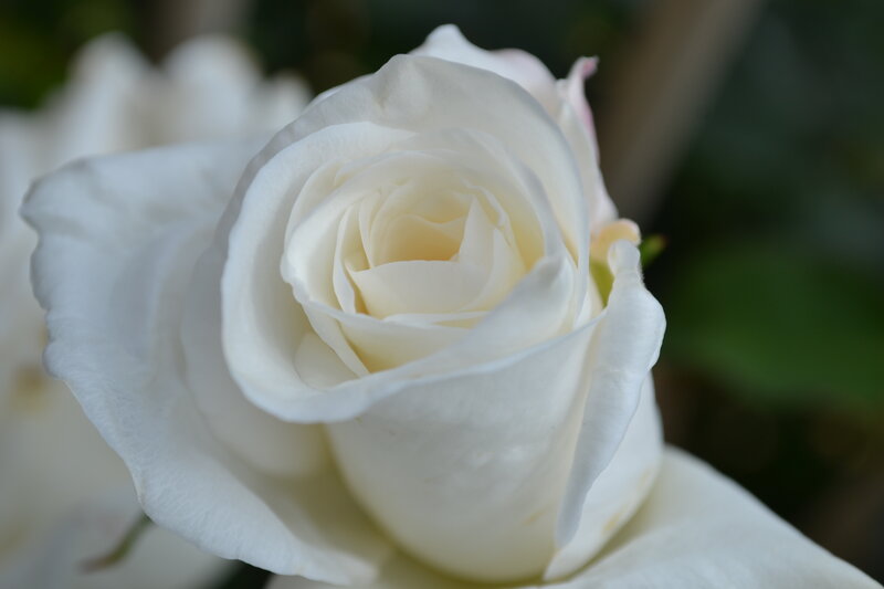 White Rose in Bloom — Serene, Photograph, Petals, Greenery