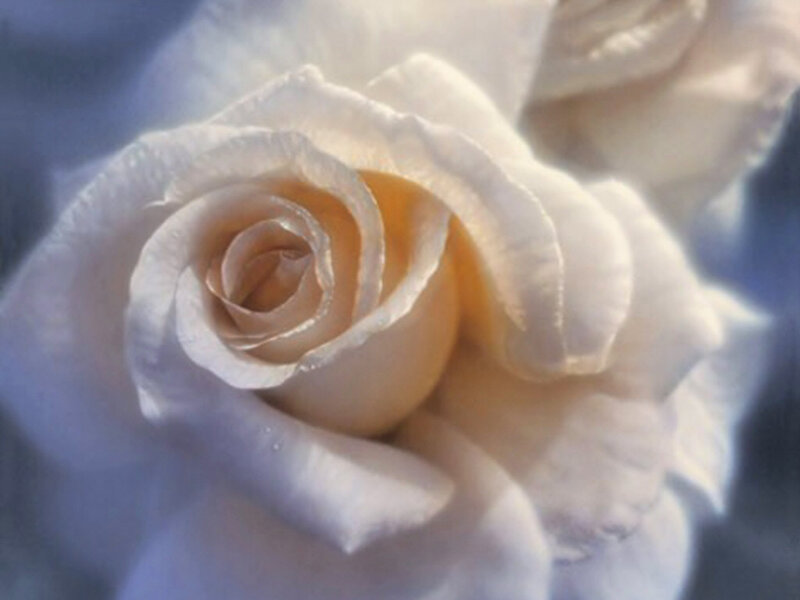 White Rose in Bloom — Serene, Photograph, Petals