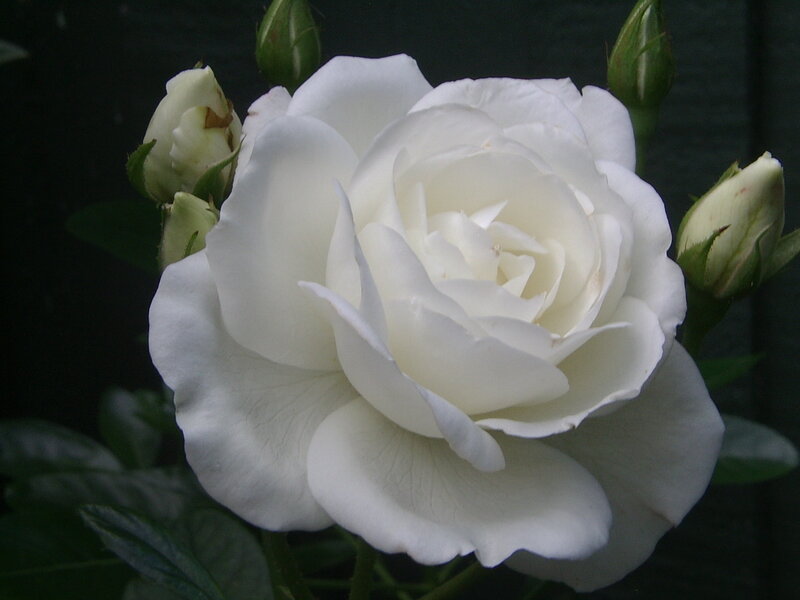 White Rose in Bloom — Serene, Photograph