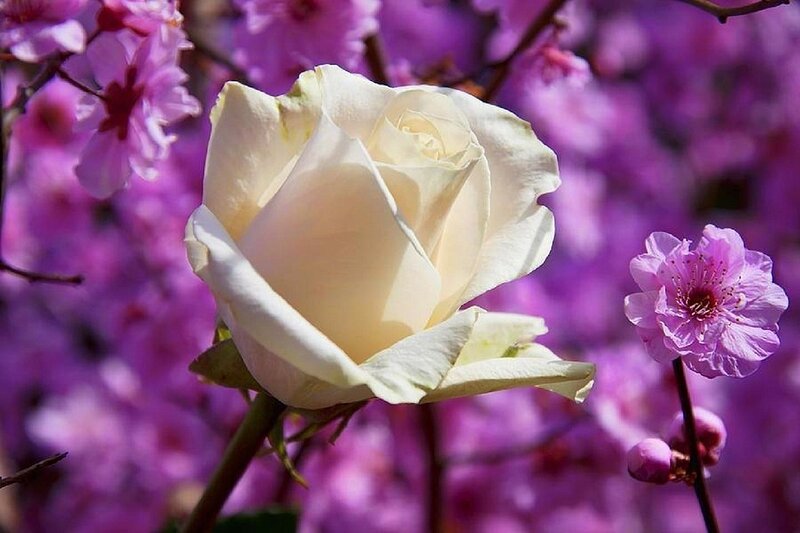 White Rose in Bloom — Serene, Spring, Photograph