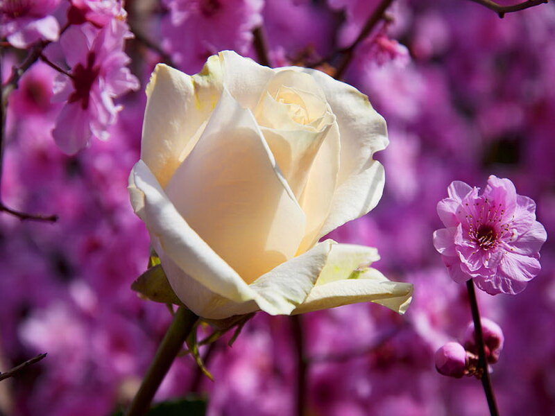 White Rose in Bloom — Serene, Spring