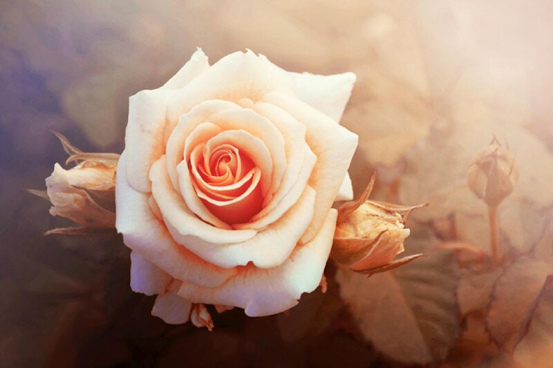 White Rose in Bloom — Serene, Sunset