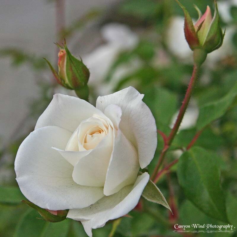White Rose in Bloom — Serene