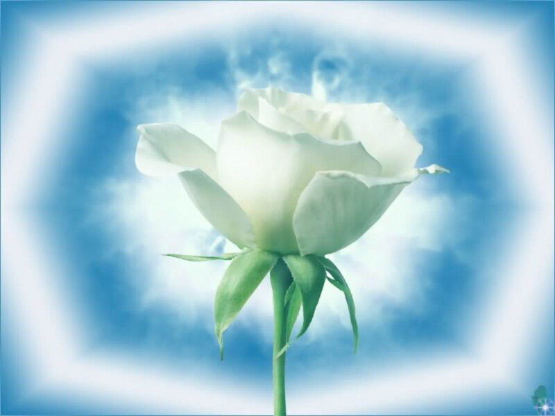 White rose in blue light