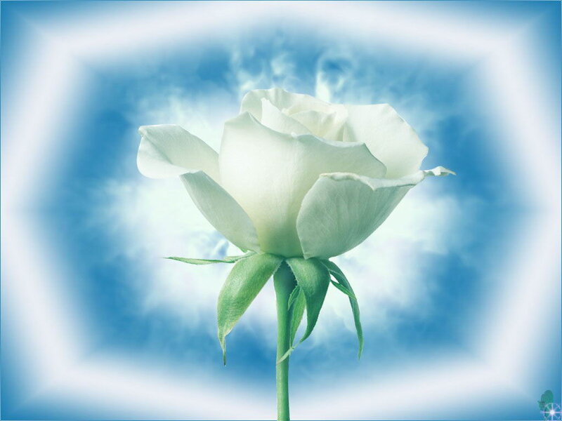White Rose in Blue Sky