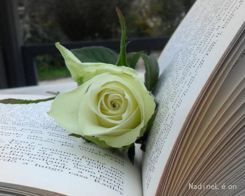 White Rose in Book — Serene