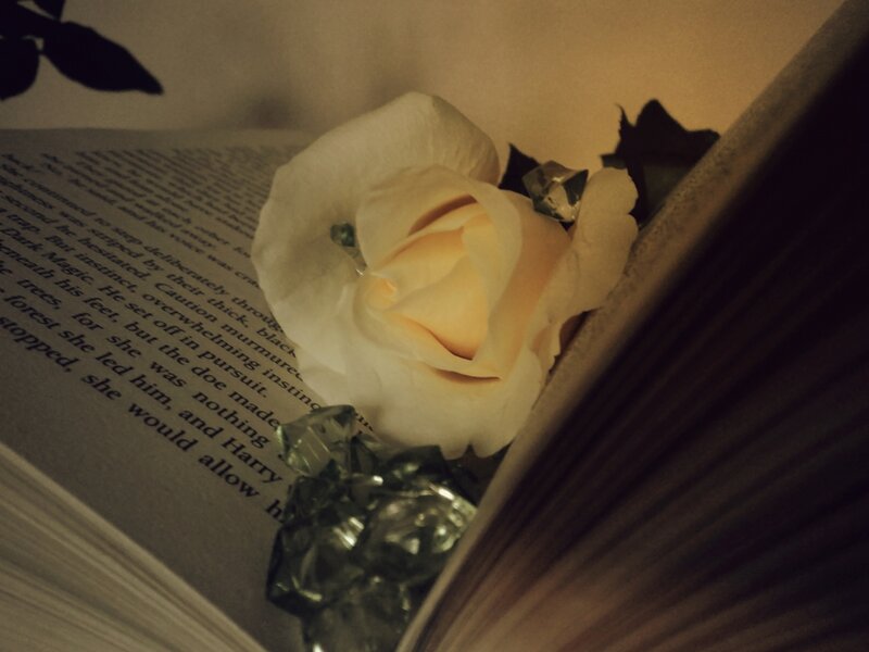 White Rose in Book