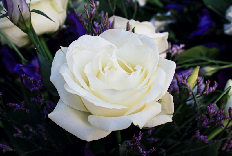White Rose in Bouquet — Calm, Photograph
