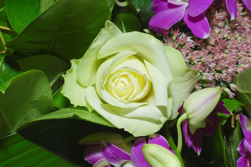 White Rose in Bouquet — Calm