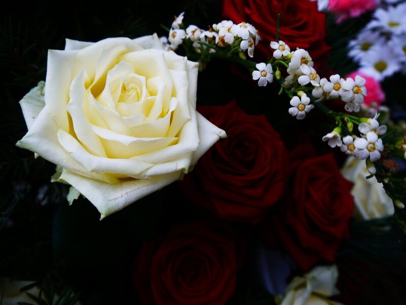 White Rose in Bouquet — Dramatic