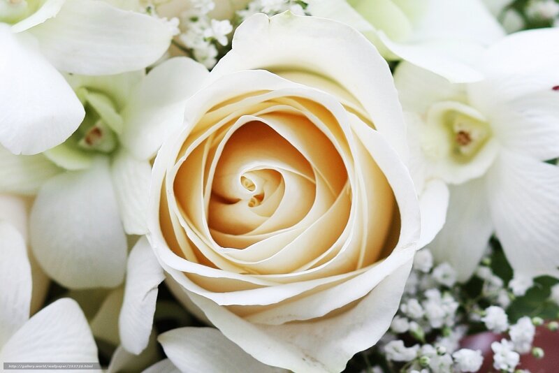 White Rose in Bouquet — Serene