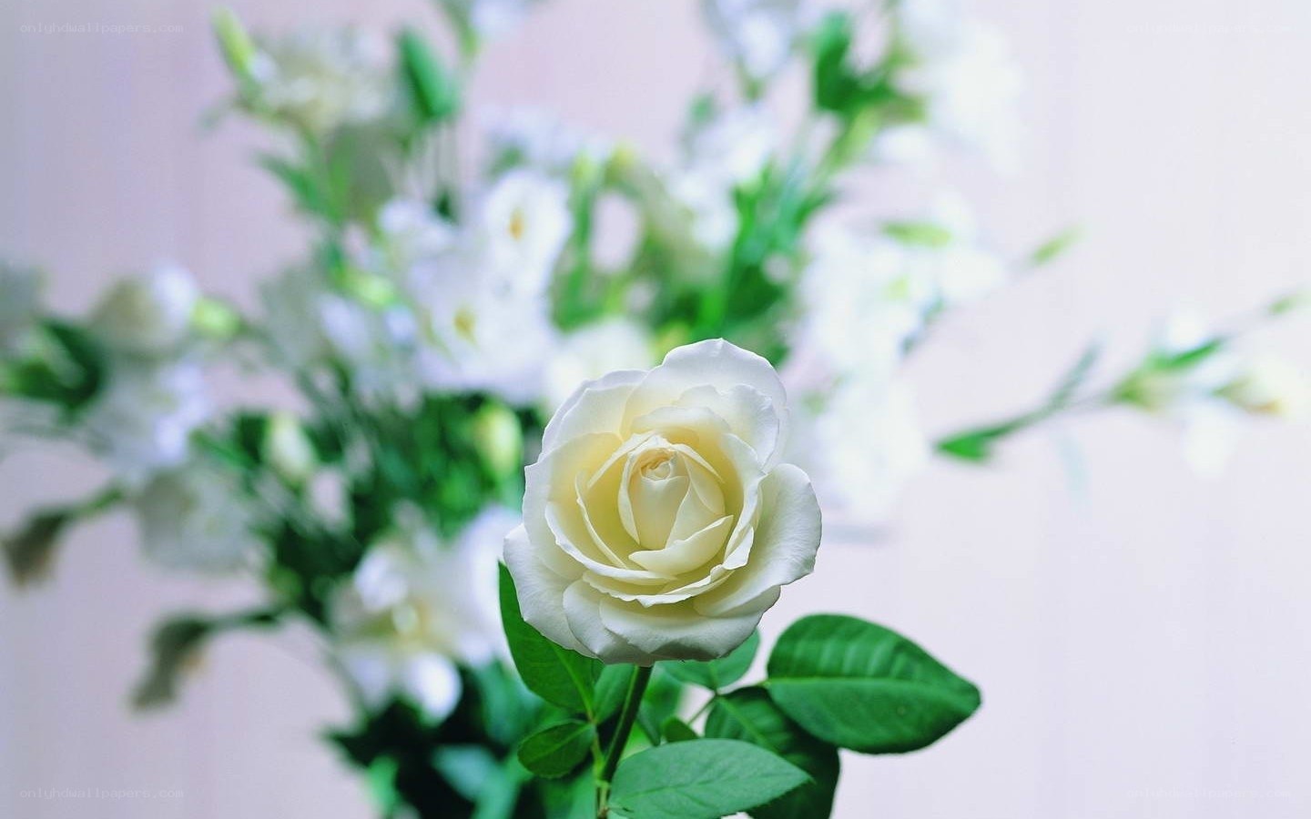 white rose in bouquet