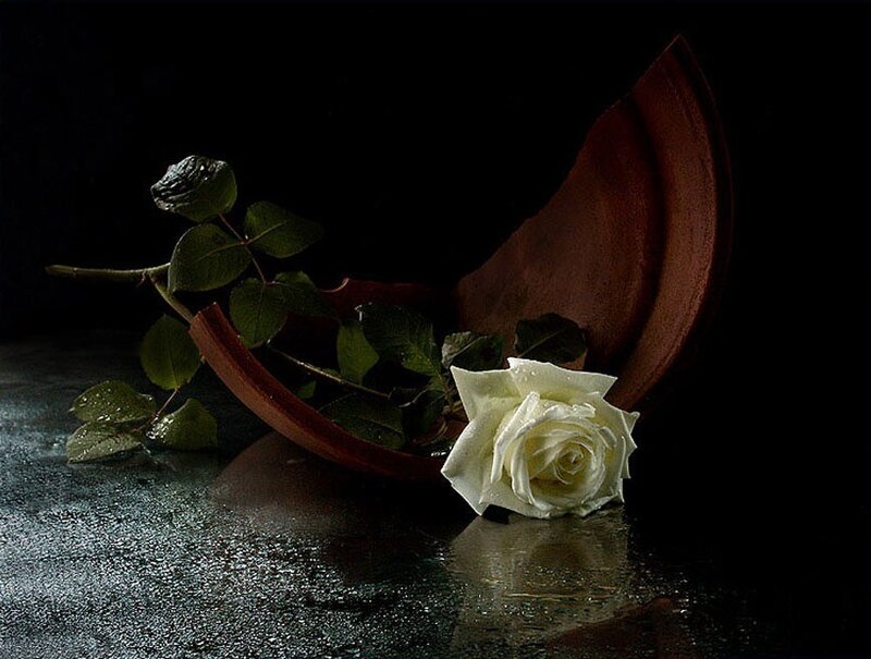 White Rose in Broken Pot