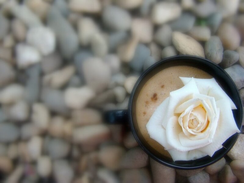 White Rose in Coffee Cup