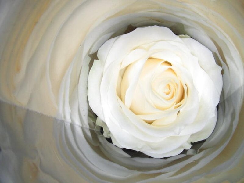 White Rose in Container