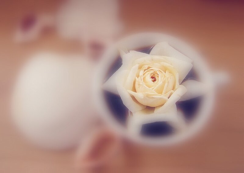 White Rose in Cup