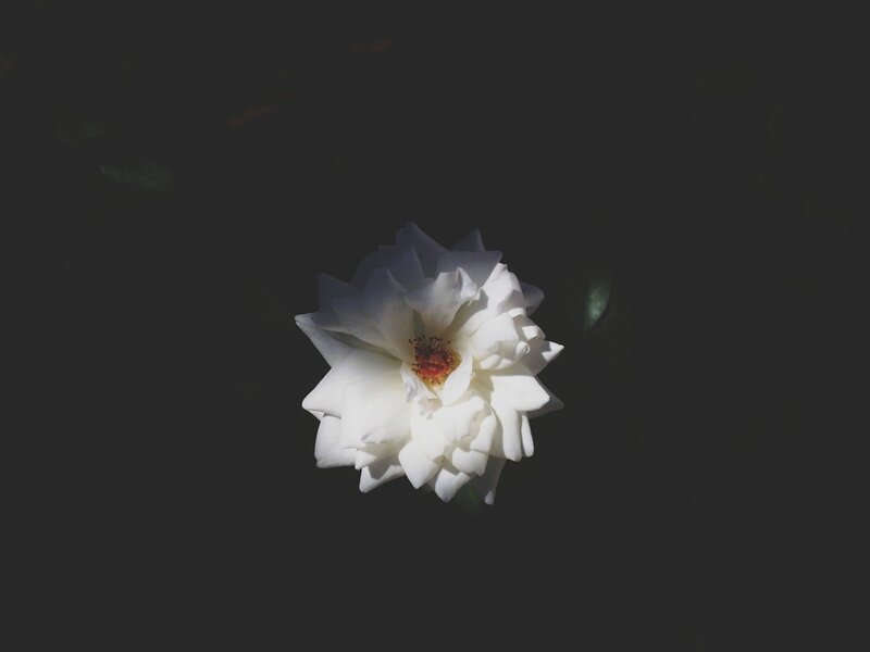 white rose in dark background