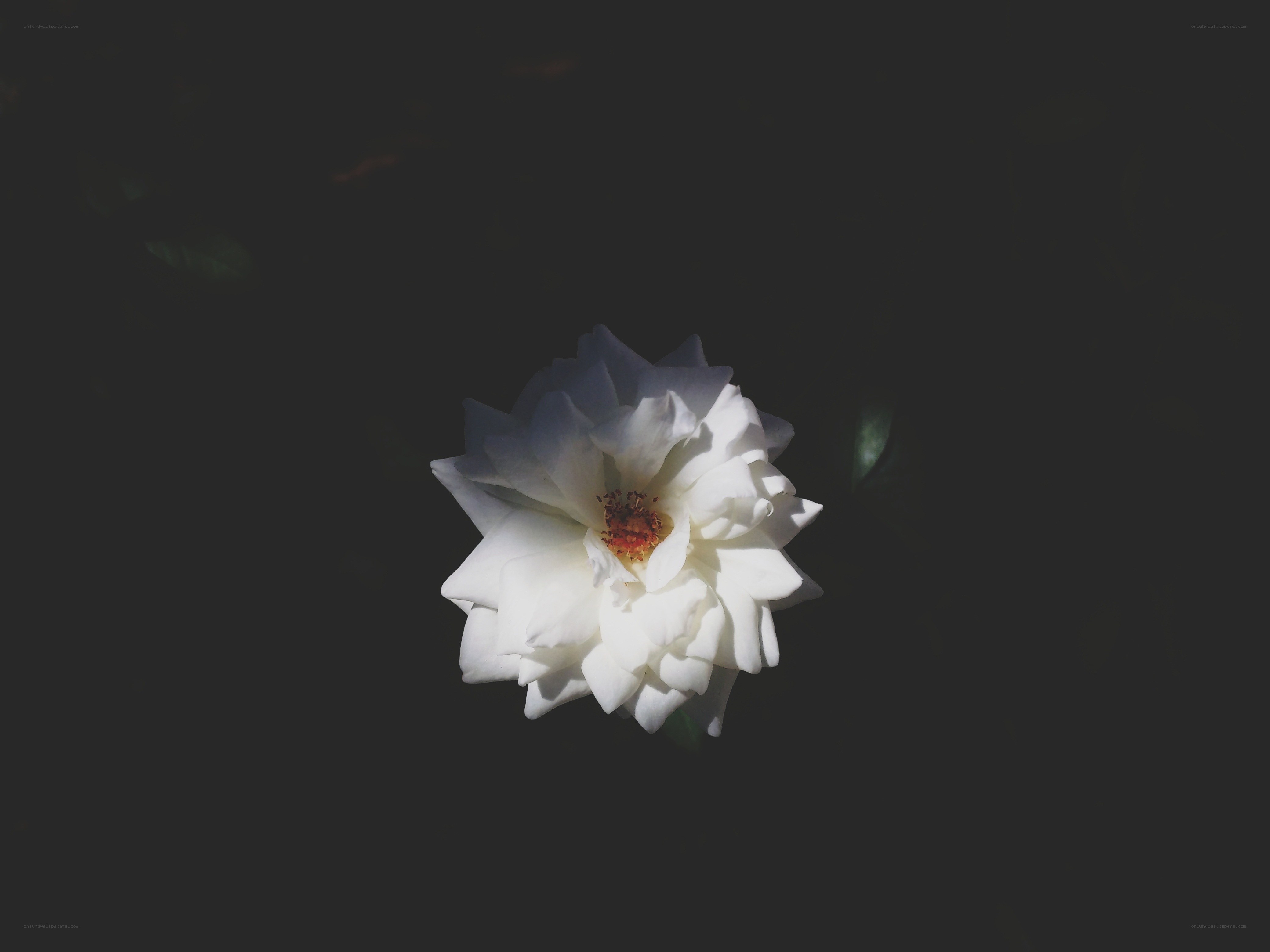 white rose in dark background