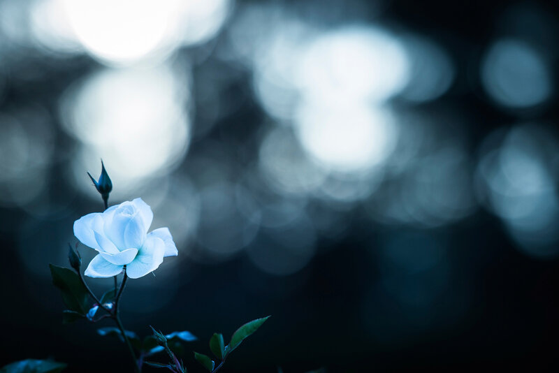White Rose in Dark Setting — Blue