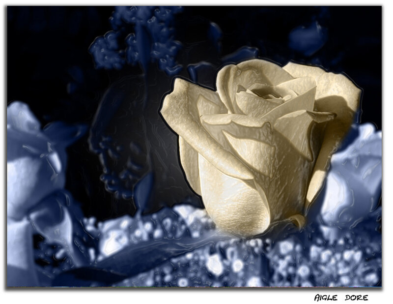 White Rose in Dark Setting