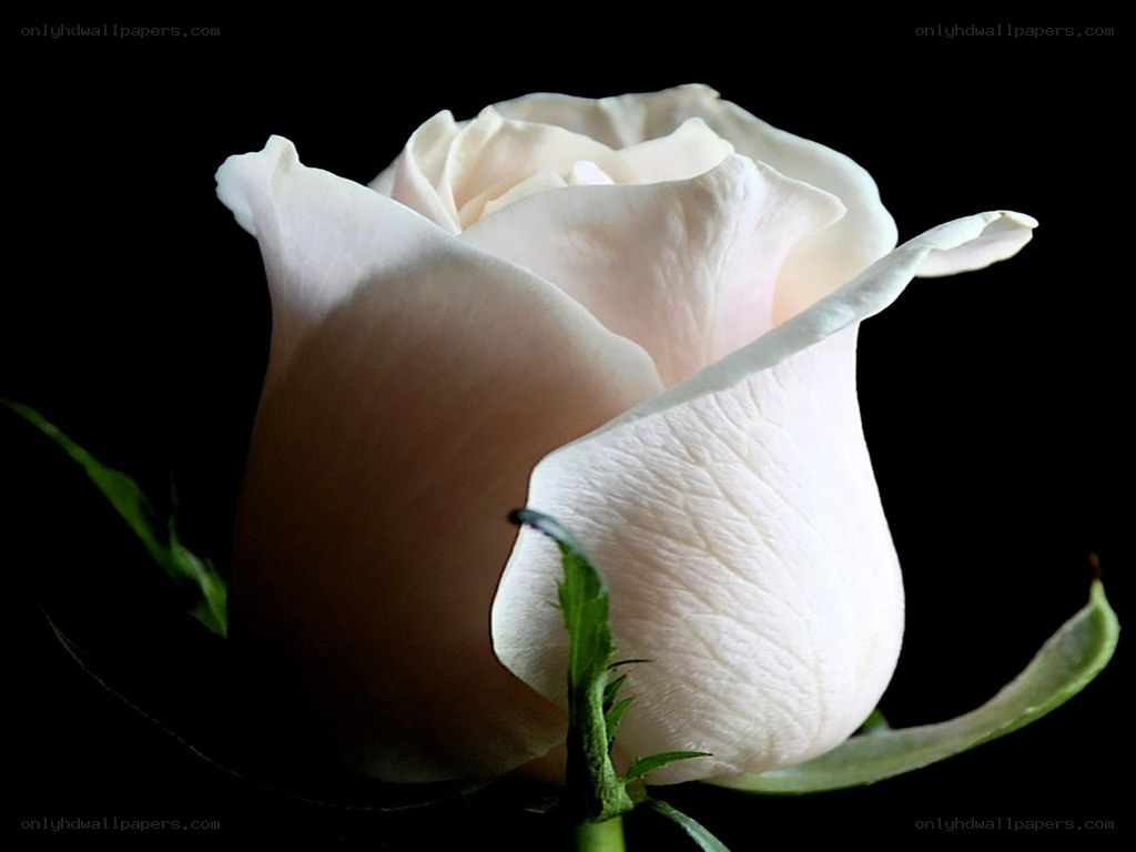 White rose in darkness