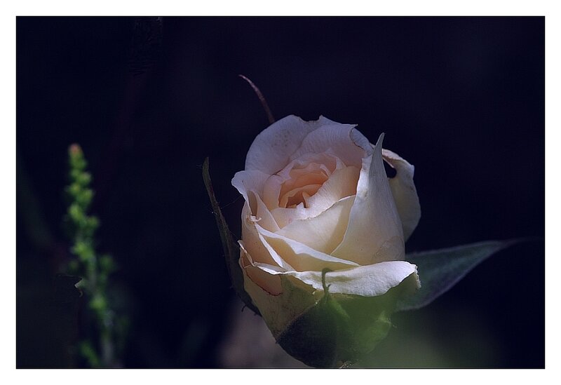 White rose in darkness