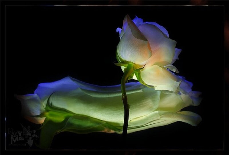 White Rose in Darkness — Black, Dramatic