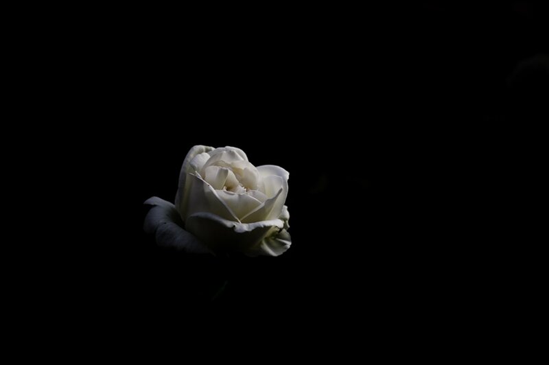 White Rose in Darkness — Black