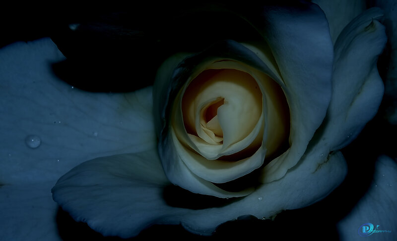White Rose in Darkness — Dramatic