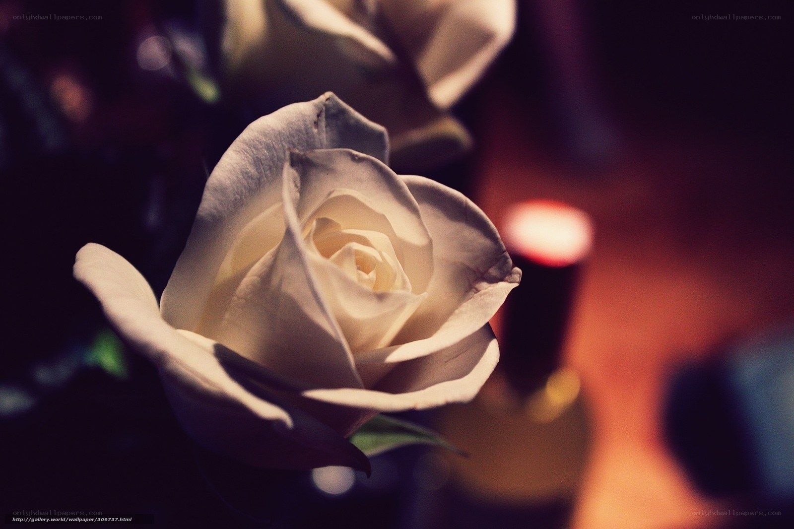 white rose in dim light