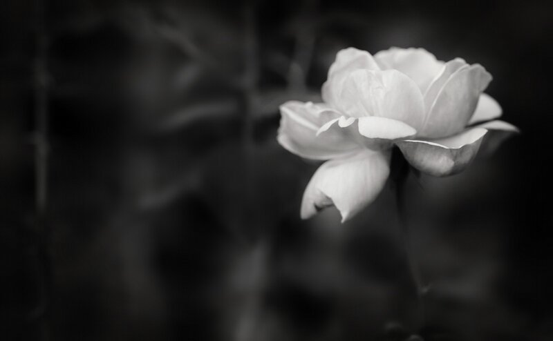 White Rose in Focus — Black, Serene