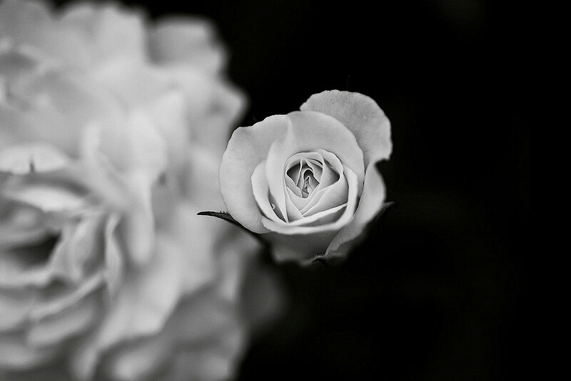 White Rose in Focus — Black