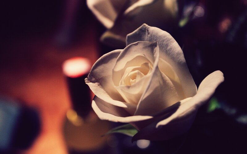 White Rose in Focus — Dramatic, Night, Photograph