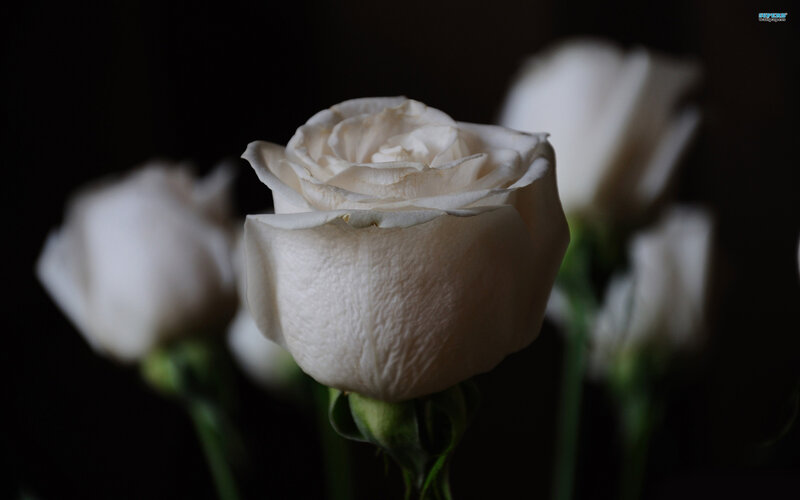 White Rose in Focus — Dramatic