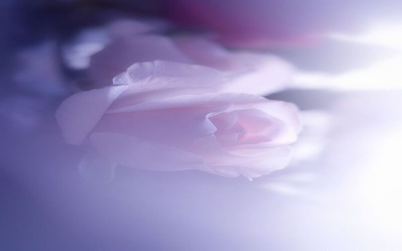 White Rose in Focus — Purple, Serene