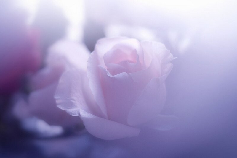 White Rose in Focus — Purple