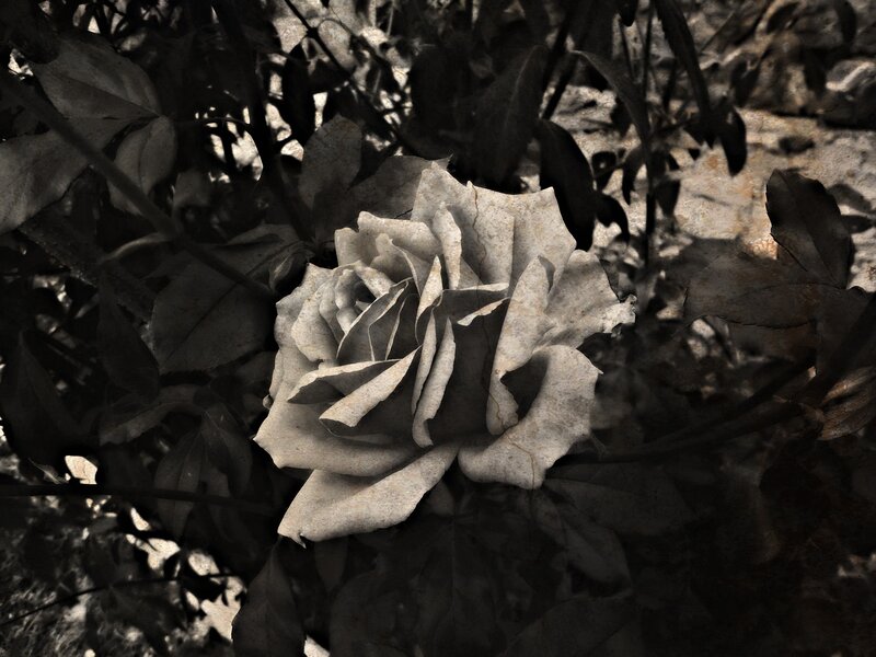 White Rose in Foliage
