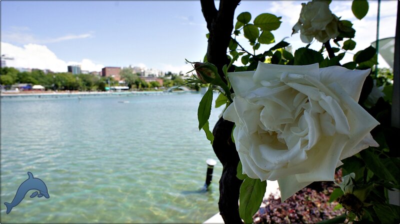 White Rose in Foreground