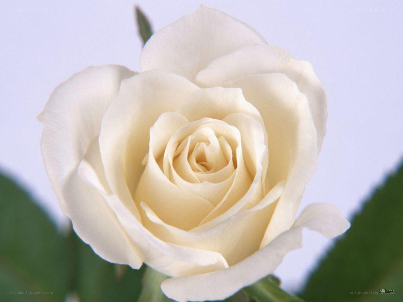 White rose in full bloom