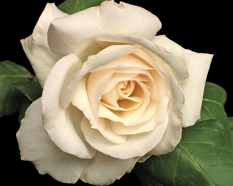 white rose in full bloom