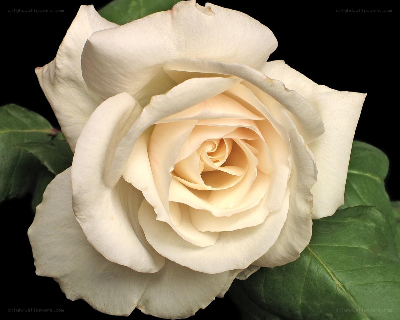 white rose in full bloom
