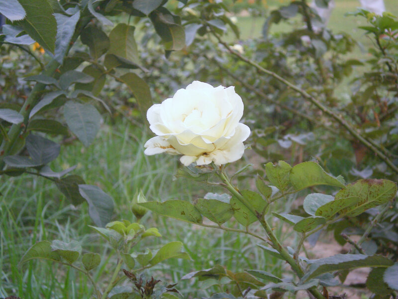 white rose in garden