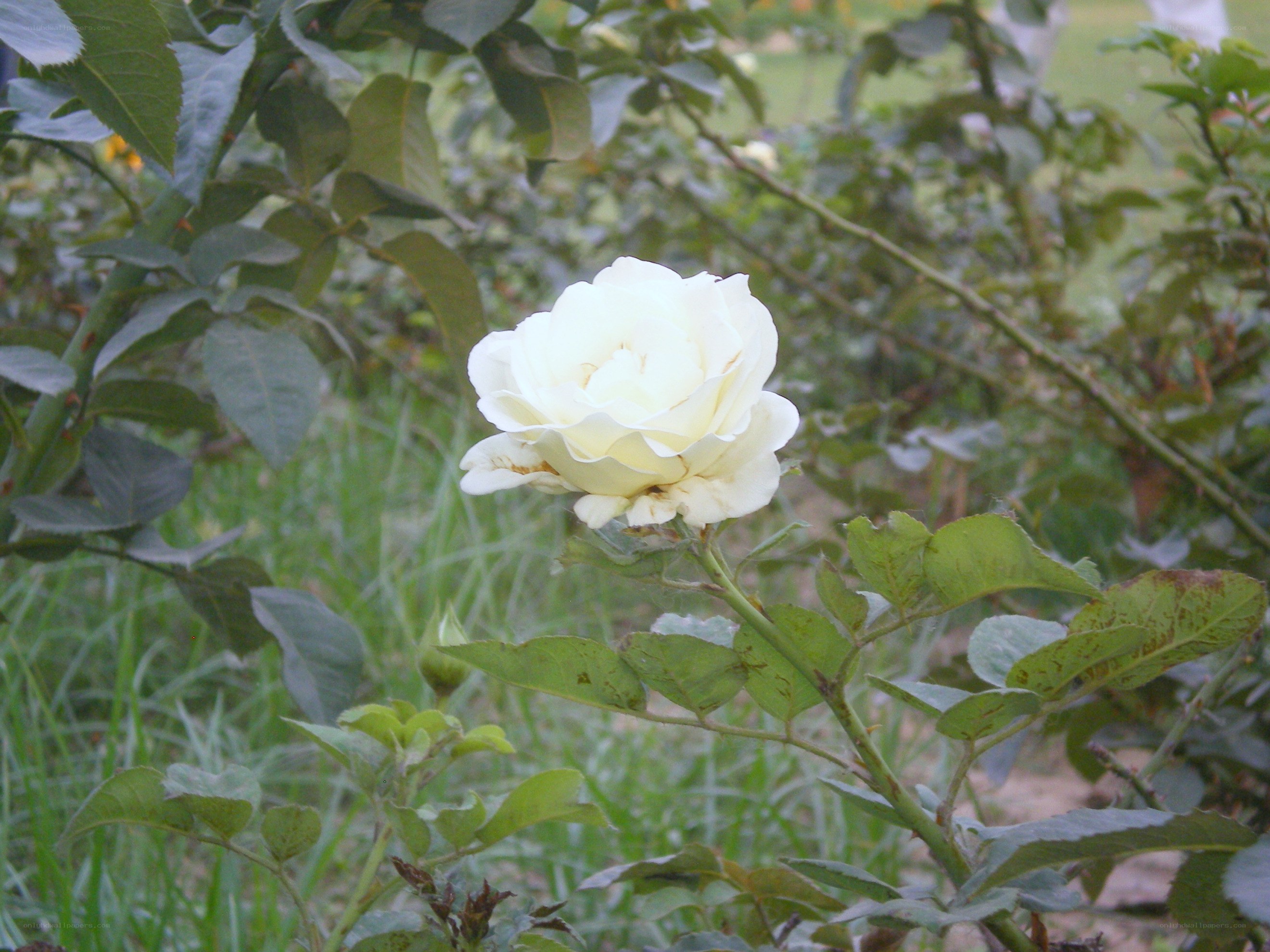 white rose in garden