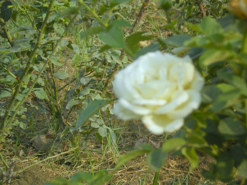 White rose in garden