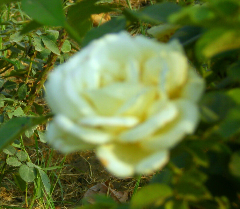 white rose in garden