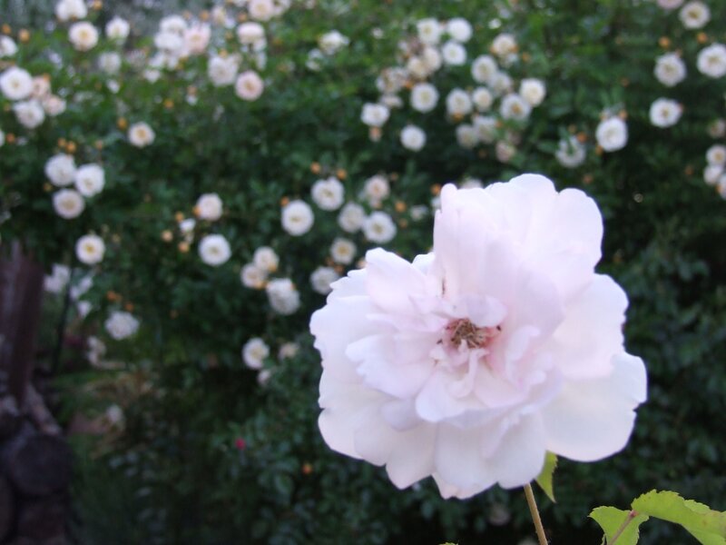 white rose in garden