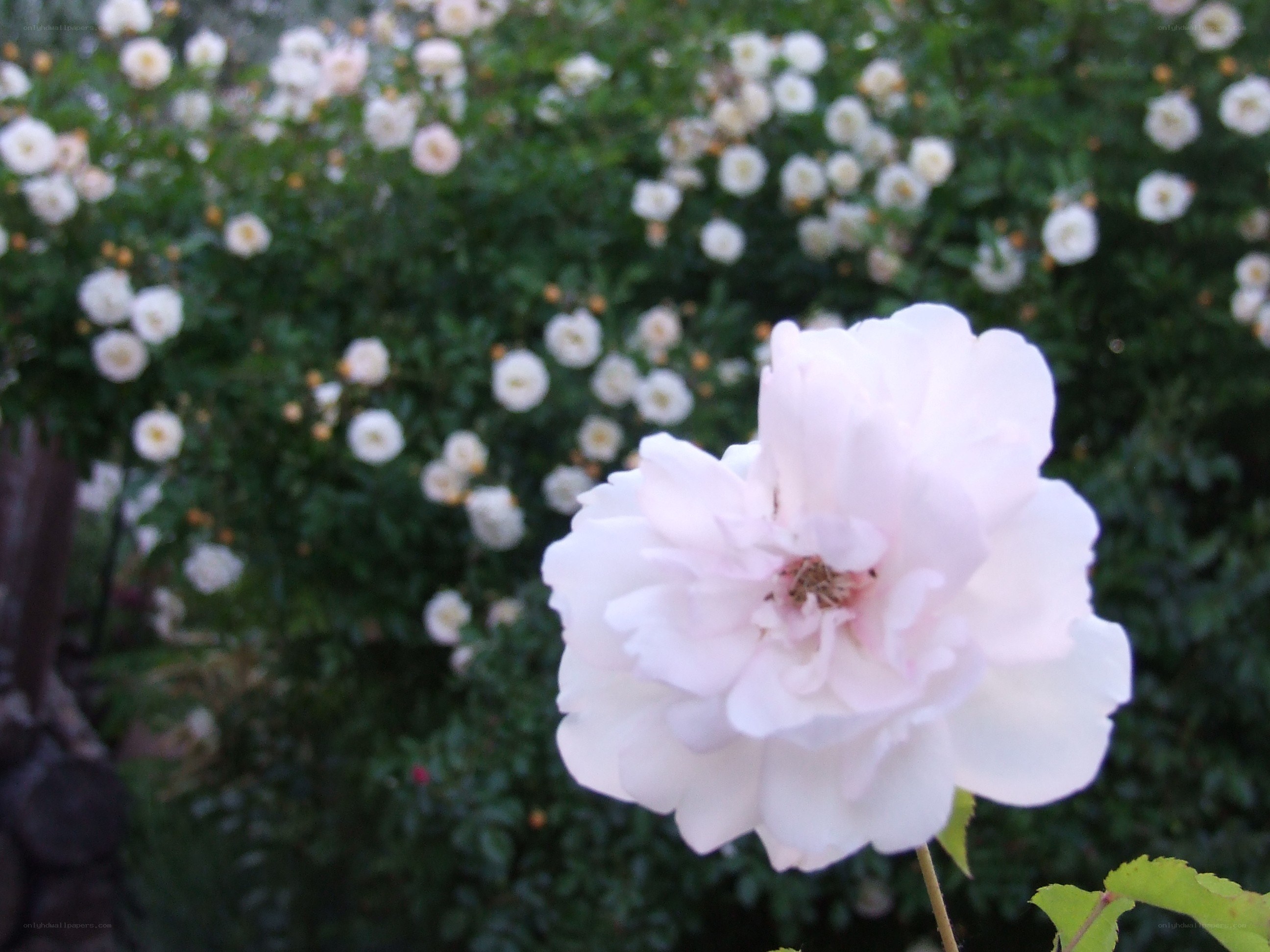 white rose in garden