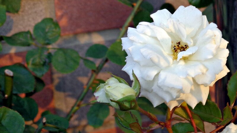 White rose in garden