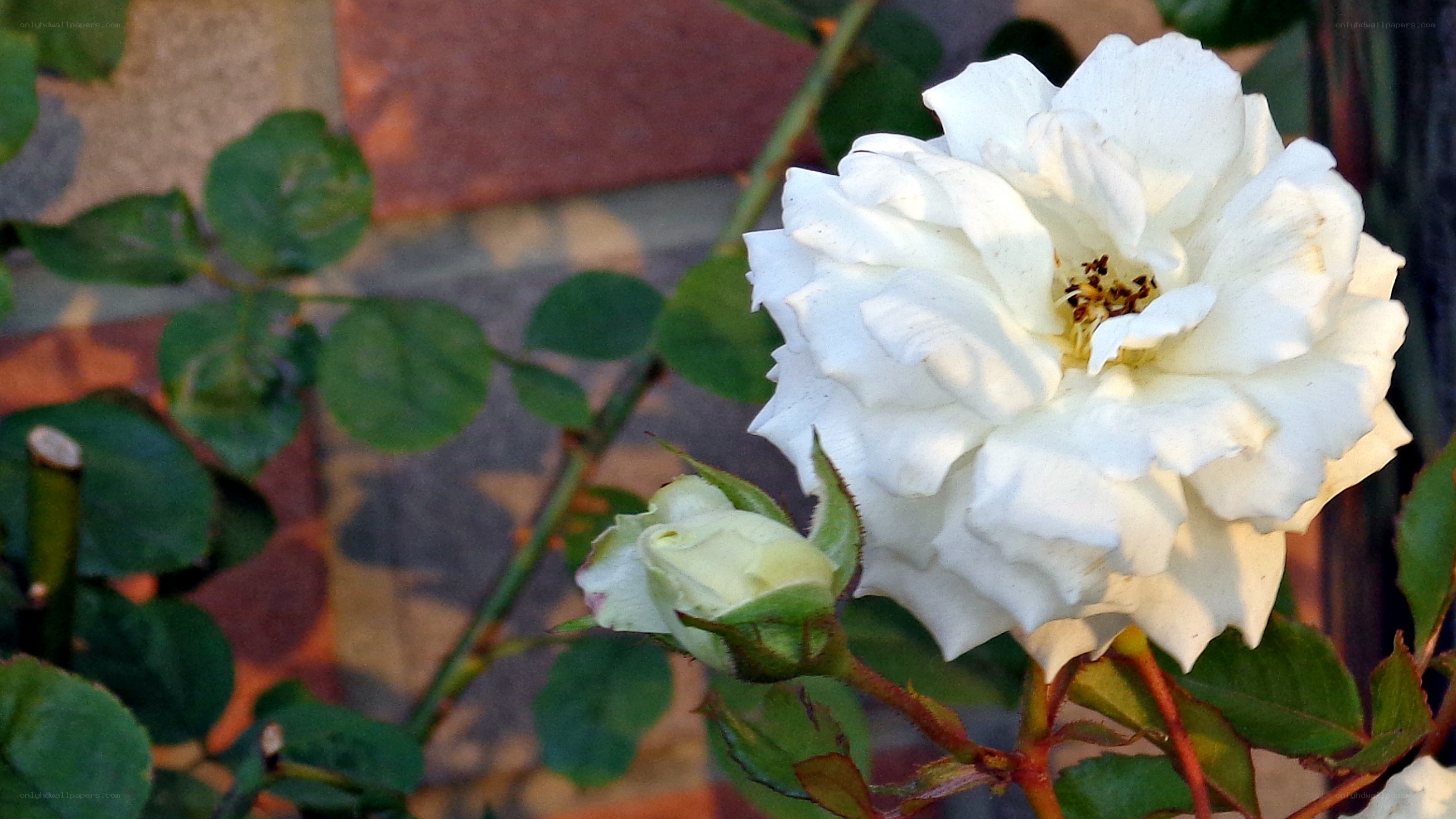 White rose in garden