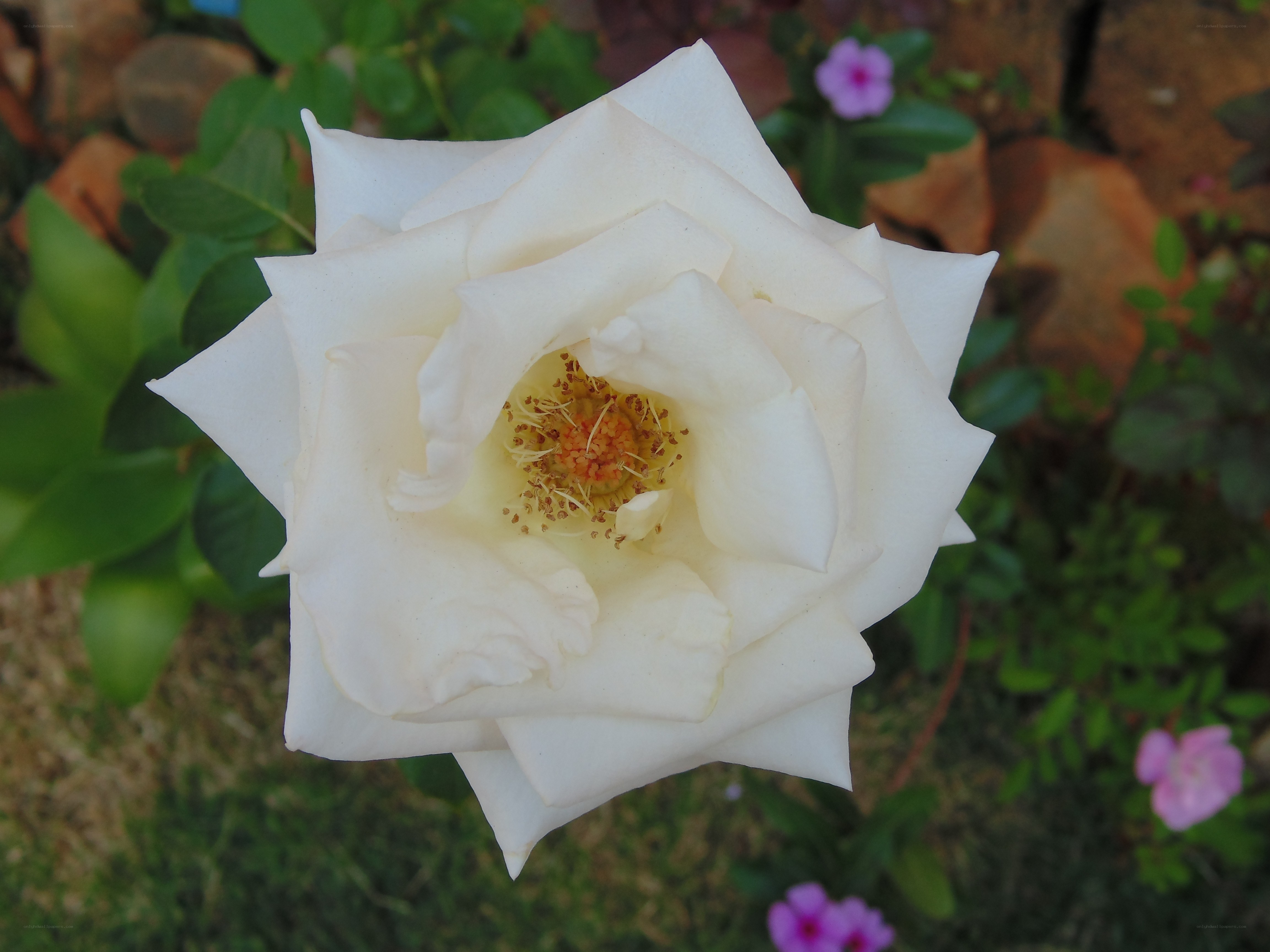 white rose in garden